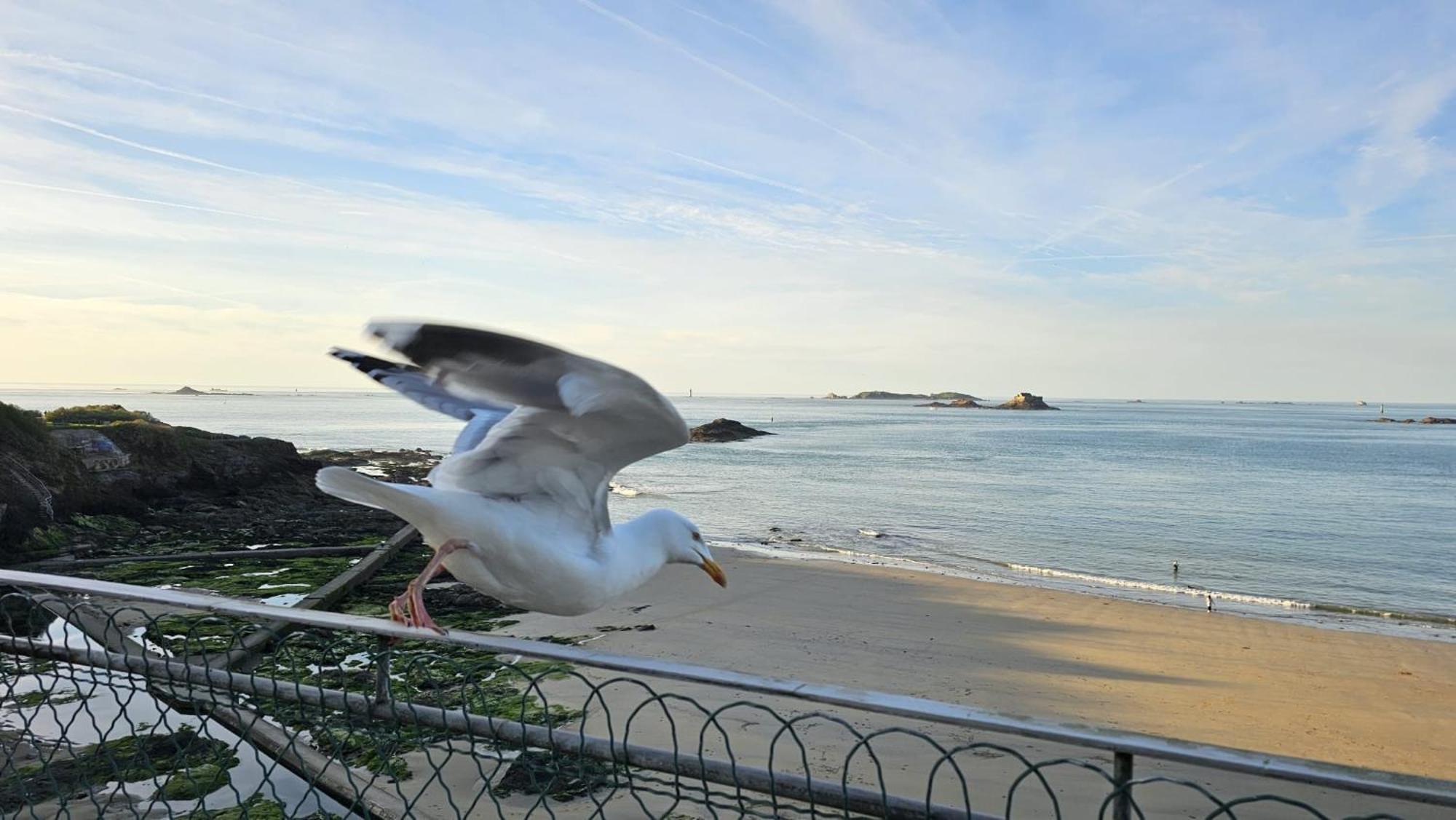 Vue Pleine Mer A La Perle Marine - La Terrasse Dinard Buitenkant foto